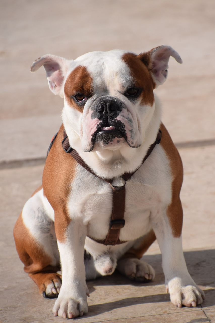 bulldog, boxer, grumpy-1223930.jpg