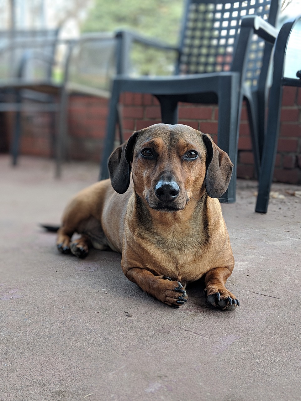 dachshund, dog, canine-4142030.jpg