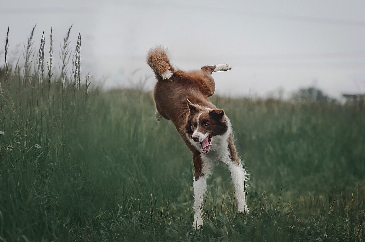 dog, jump, grass-4441585.jpg