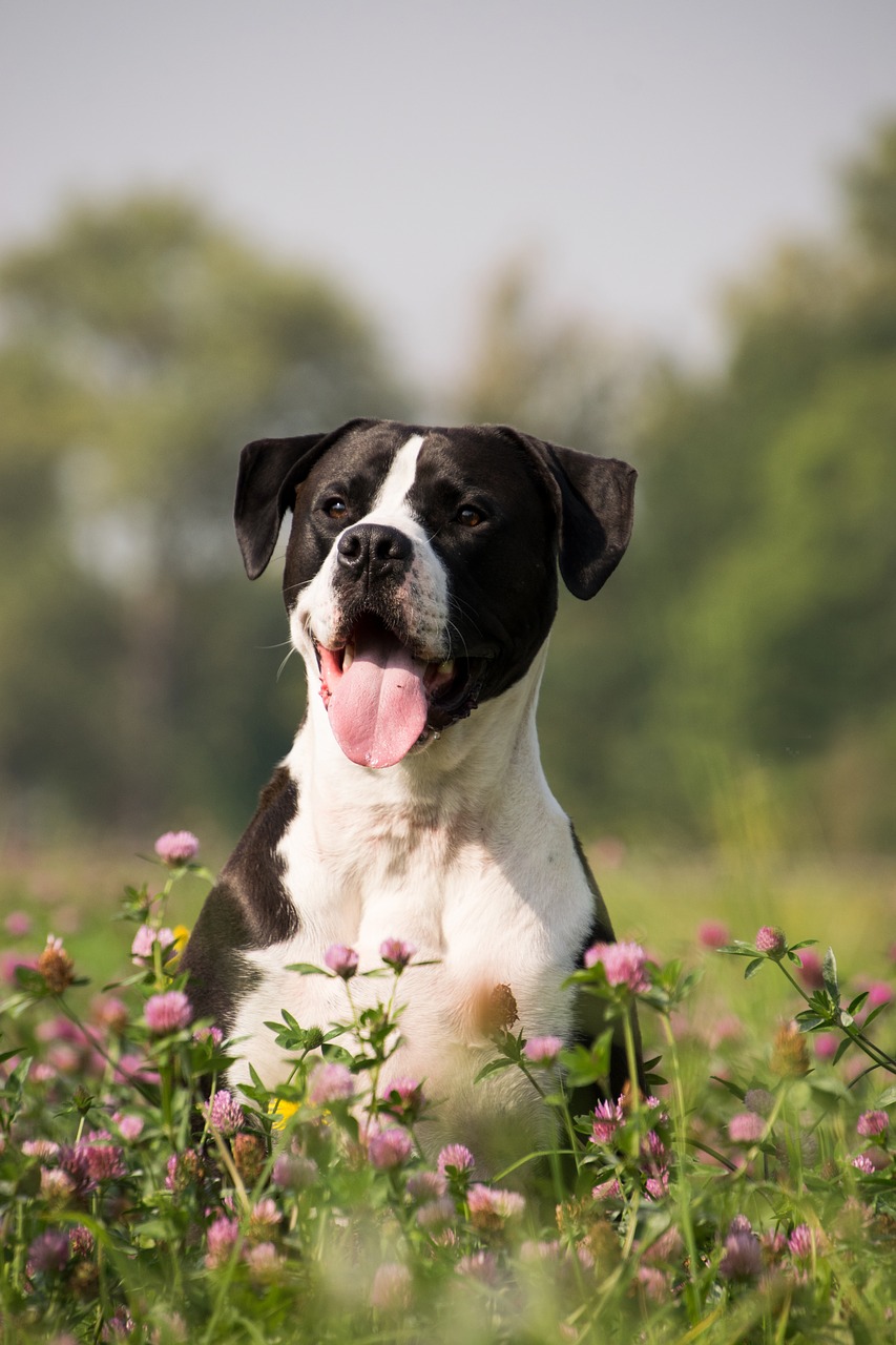 dog, tongue, animal-3385541.jpg