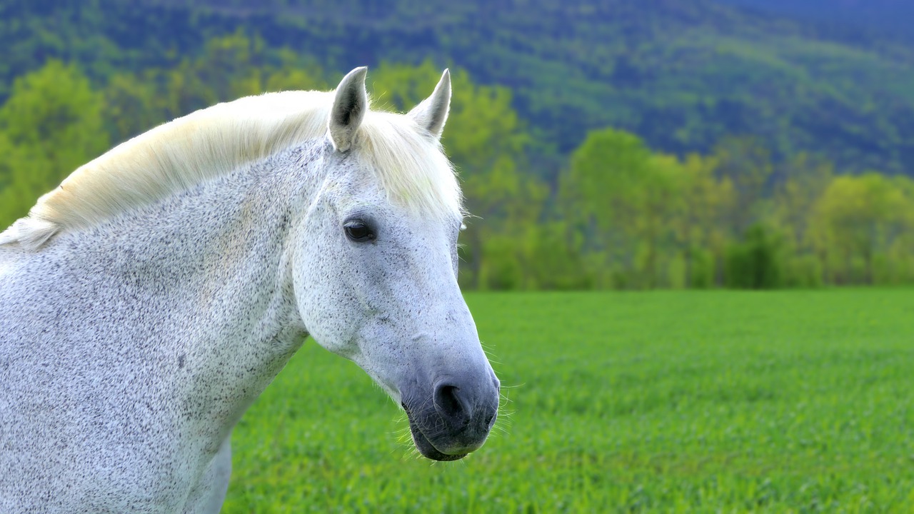 horse, white, mare-5160717.jpg