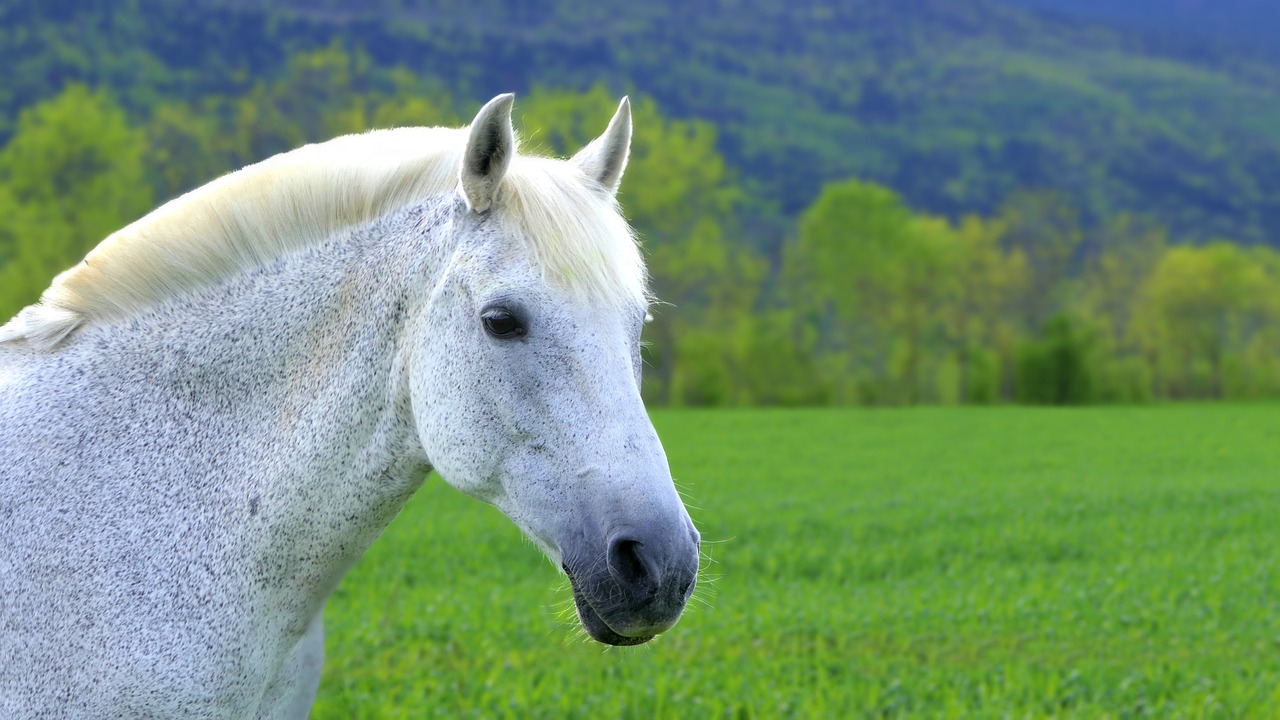 horse, white, mare-5160717.jpg