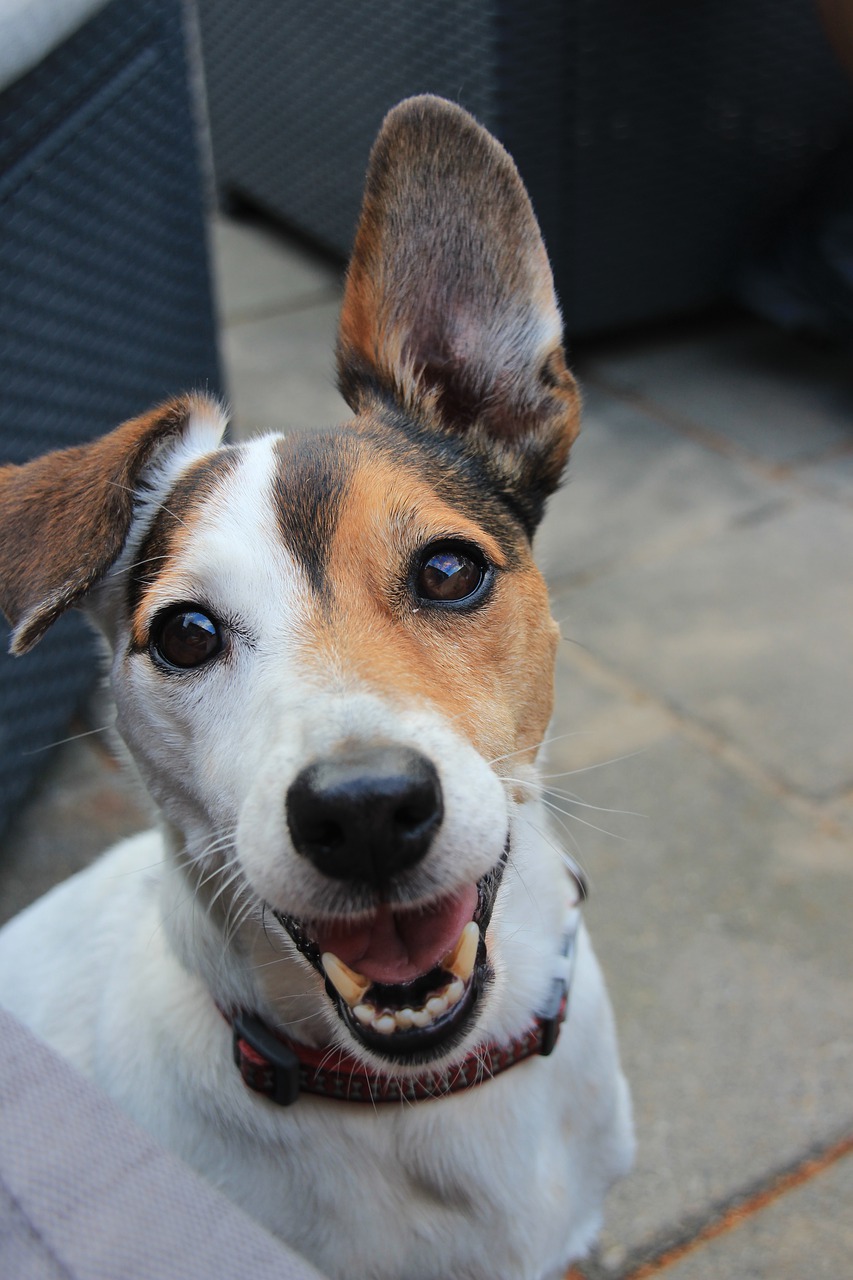 jack russel, dog, pet-4269222.jpg