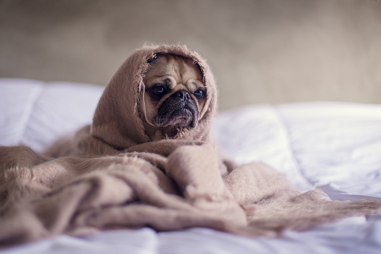 pug, dog, blanket-1210025.jpg